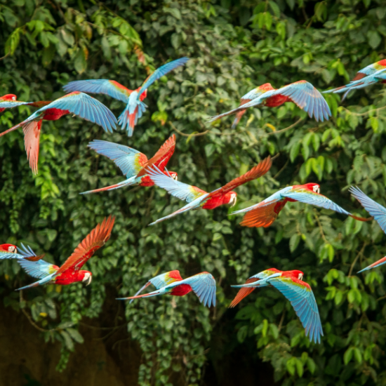 Parrots flying